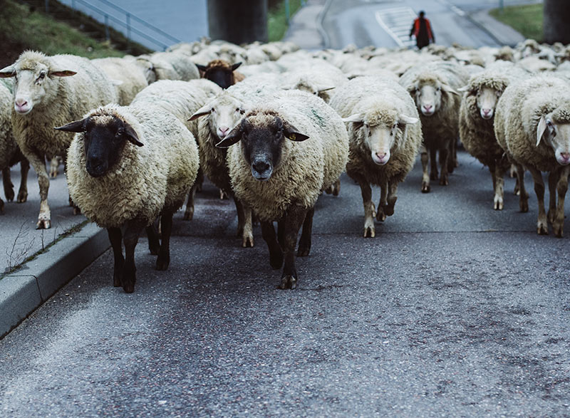 Locwool - Die Süddeutsche Schafwolle