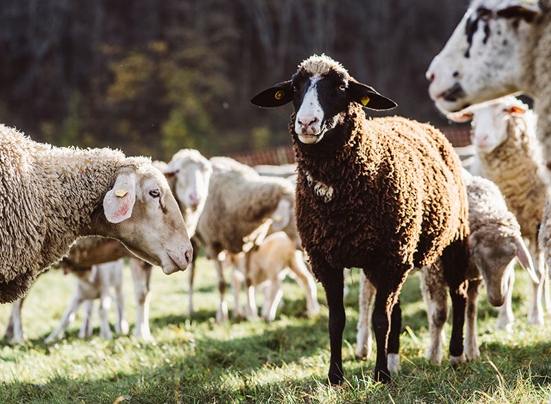 Locwool - Die Süddeutsche Schafwolle